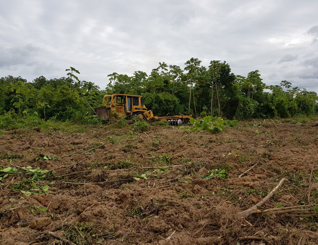 Belize Land Clearing